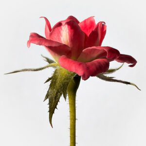 single stem