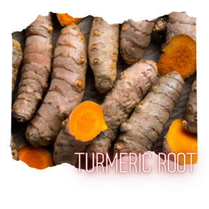 TURMERIC Root Powder in Glass Jar