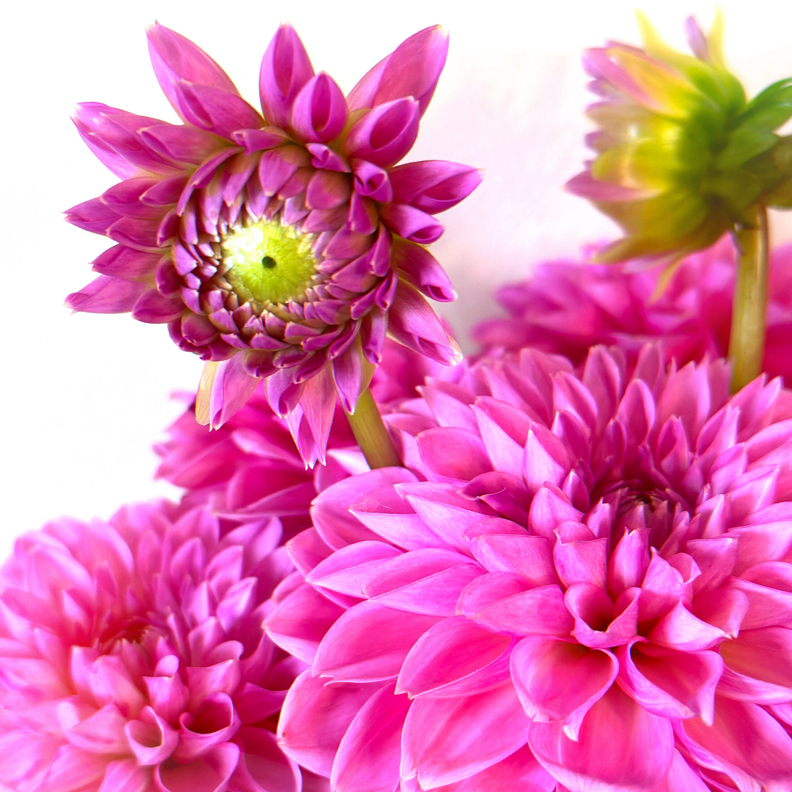 Dahlia