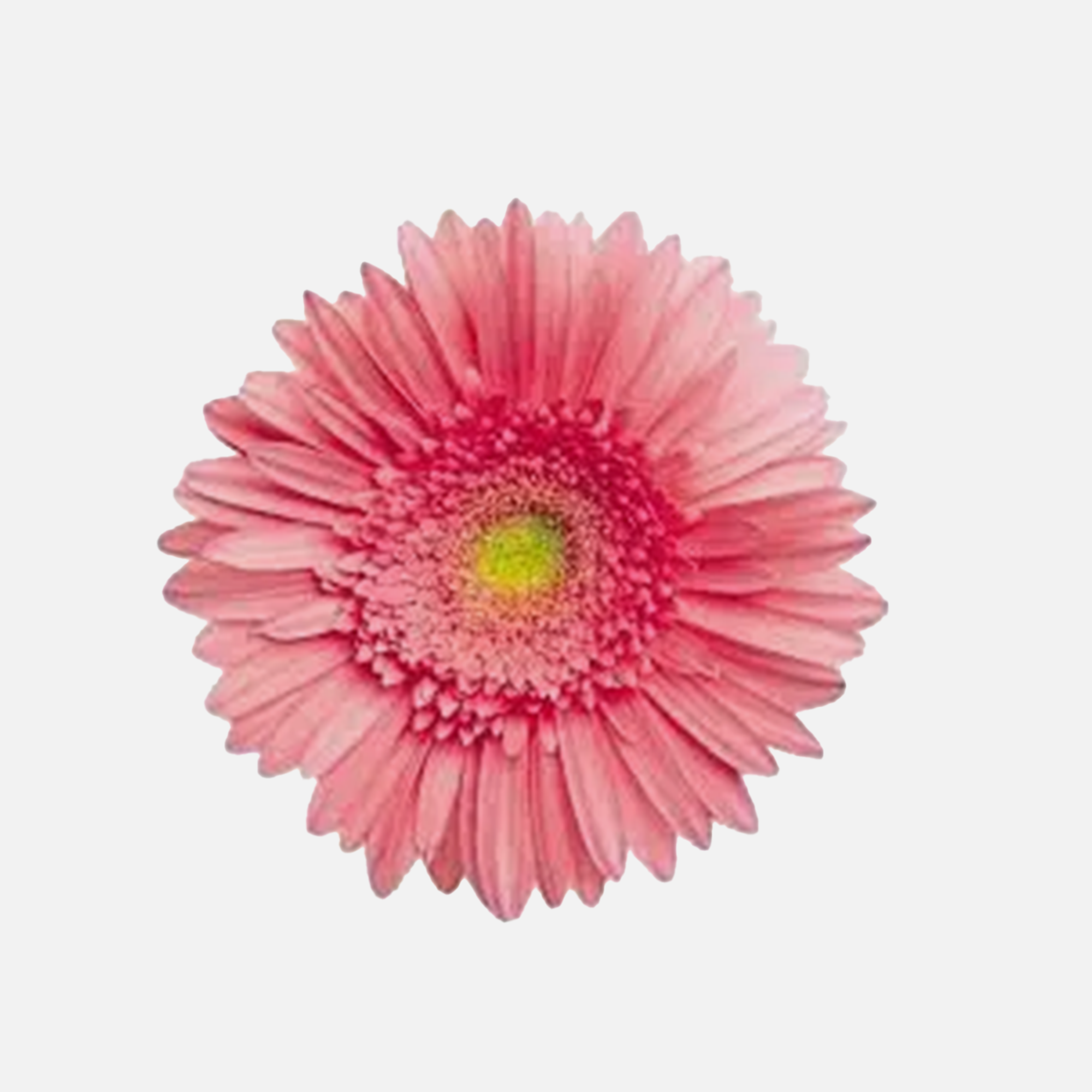 Daisy