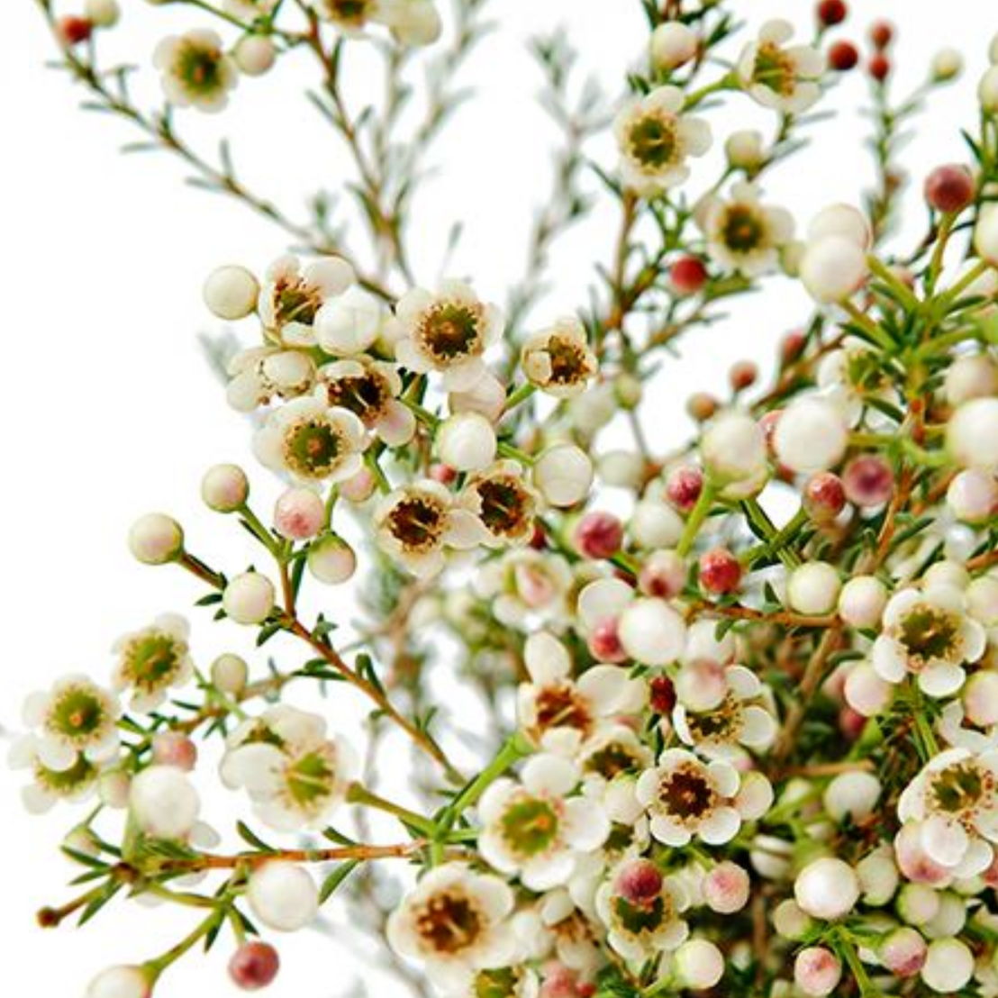 Waxflower