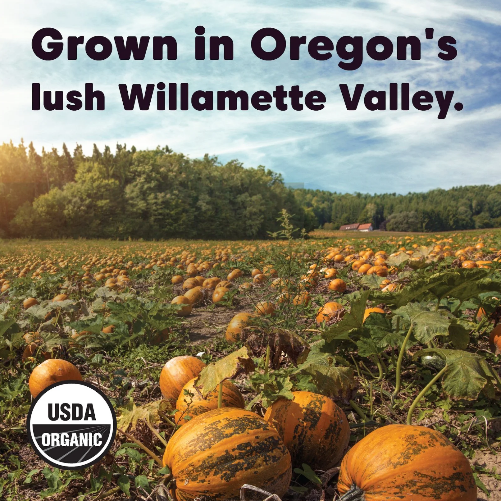 Heirloom Pumpkin Seeds - Organic, Raw, Oregon-Grown, 8 oz - Wilderness Poets (5) Heirloom PUMPKIN Seeds (Organic, Raw, Oregon Grown)