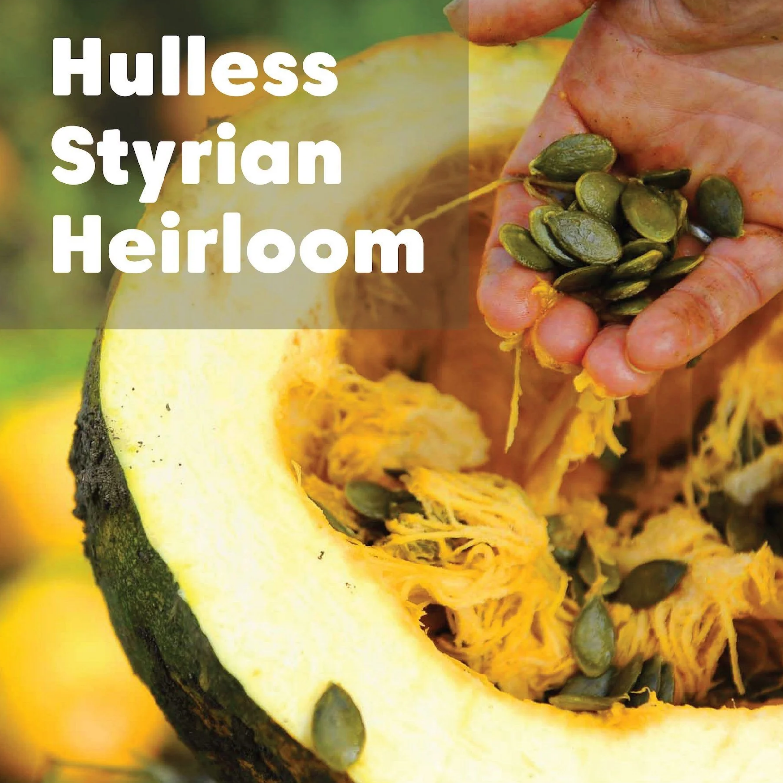 Heirloom Pumpkin Seeds - Organic, Raw, Oregon-Grown, 8 oz - Wilderness Poets (7) Heirloom PUMPKIN Seeds (Organic, Raw, Oregon Grown)
