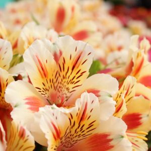 alstroemeria bouquets