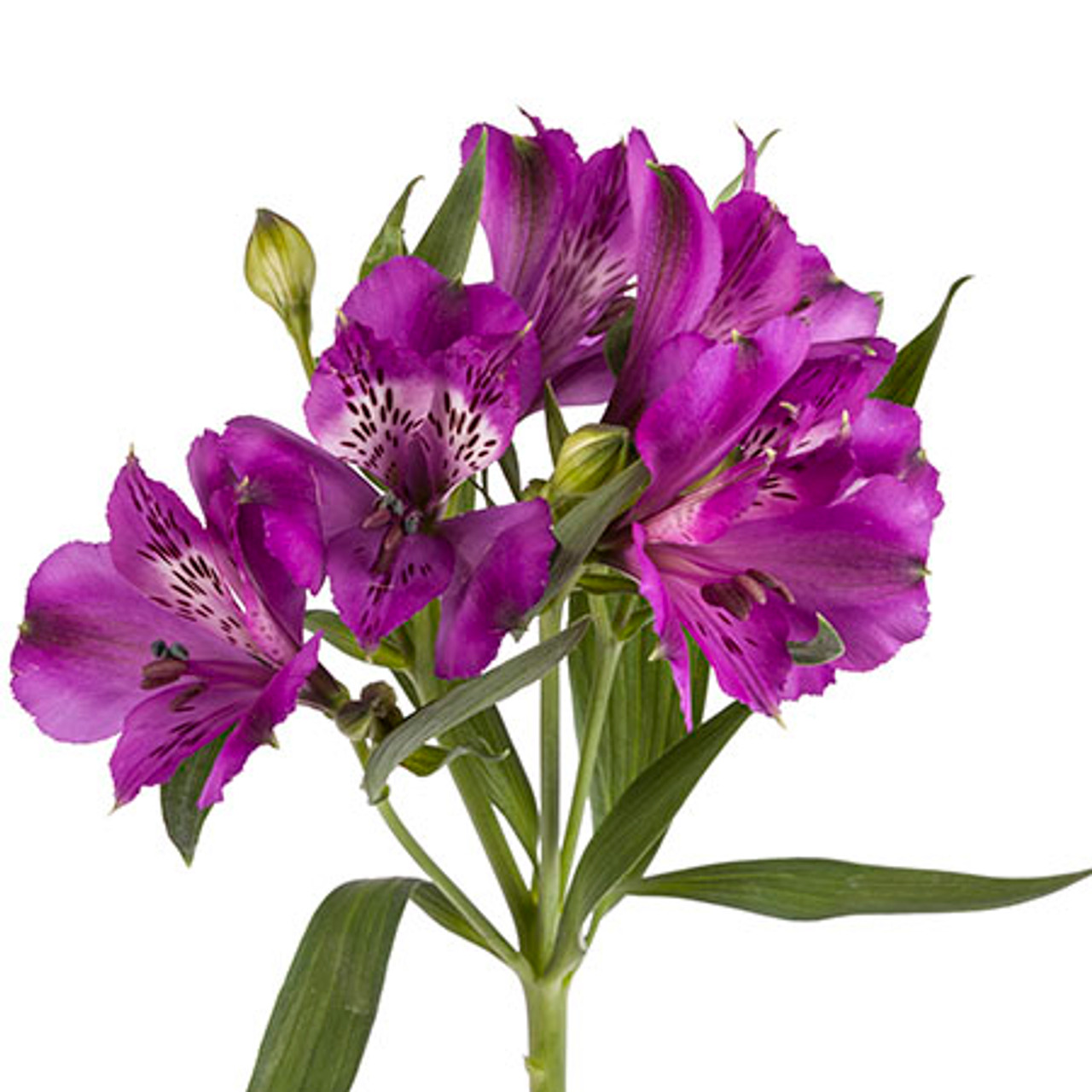 Alstroemeria