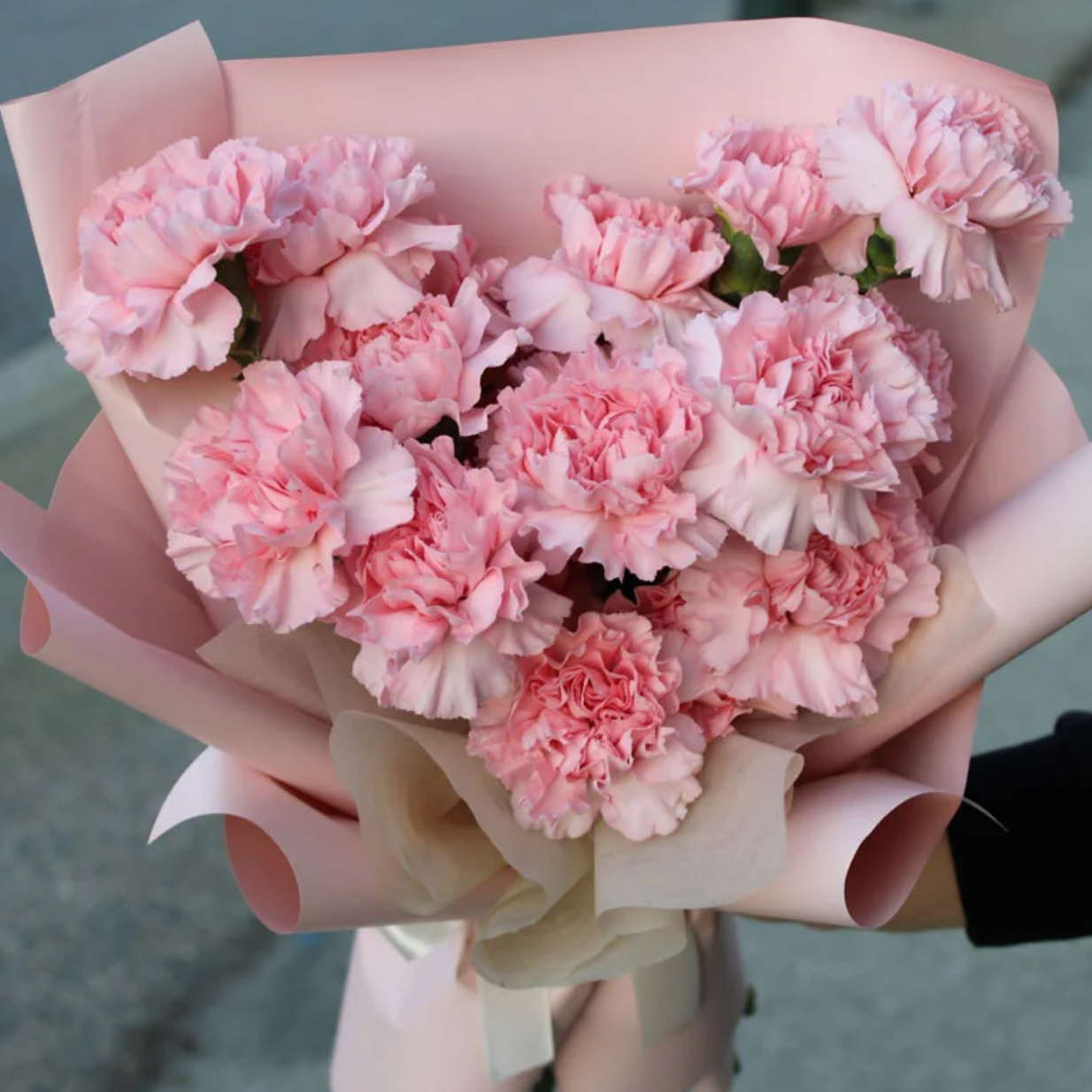 Carnation